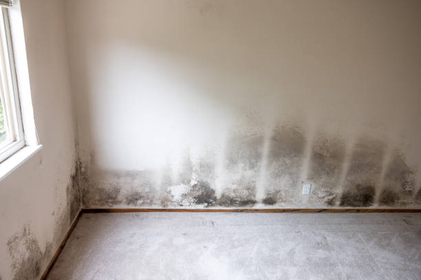 Best Mold Documentation for Insurance Claims  in Douglas, AL
